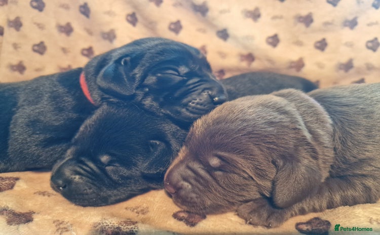 Labrador Retriever dogs - Advert 1
