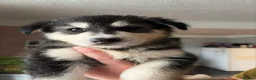 Northern Inuit dogs for sale: Northern Inuit puppies  in Wirral - Advert 8