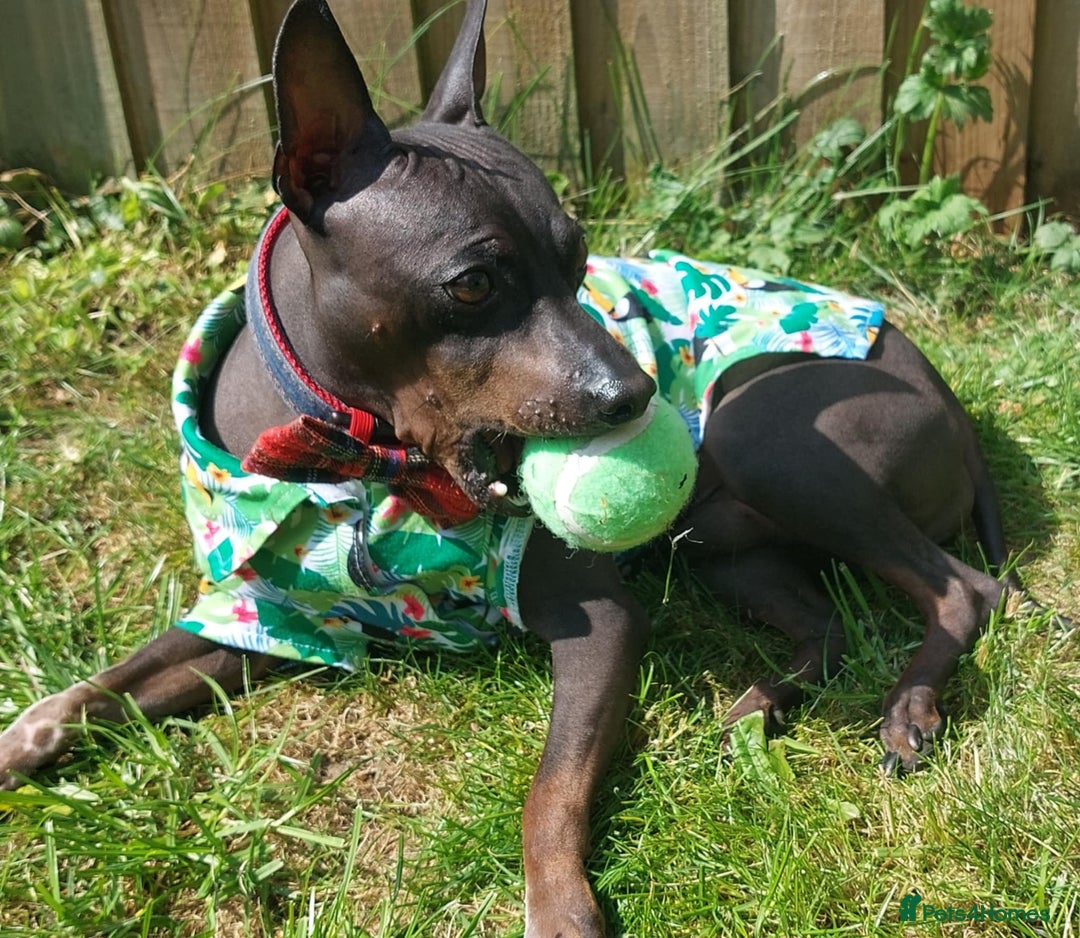 Mexican Hairless dogs for sale: American hairless terrier  - Advert 11