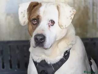 Mixed Breed dogs Pirata - Advert 3