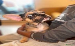 French Bulldog dogs for sale: French bulldog puppies fluffy carriers  - Image 28