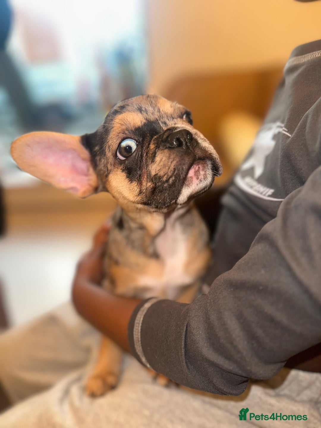 French Bulldog dogs for sale: French bulldog puppies fluffy carriers  - Image 28