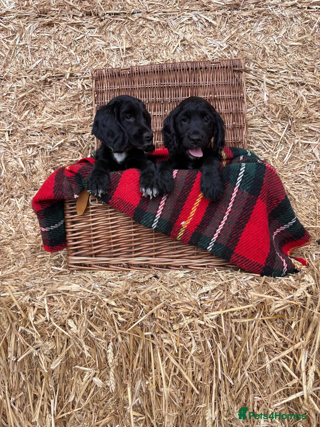 Cocker Spaniel dogs for sale: Working Cocker Spaniel Puppies  - Advert 1