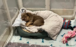 French Bulldog dogs for sale: Big Rope, Big Rope Fluffy & French Bullg - Advert 3