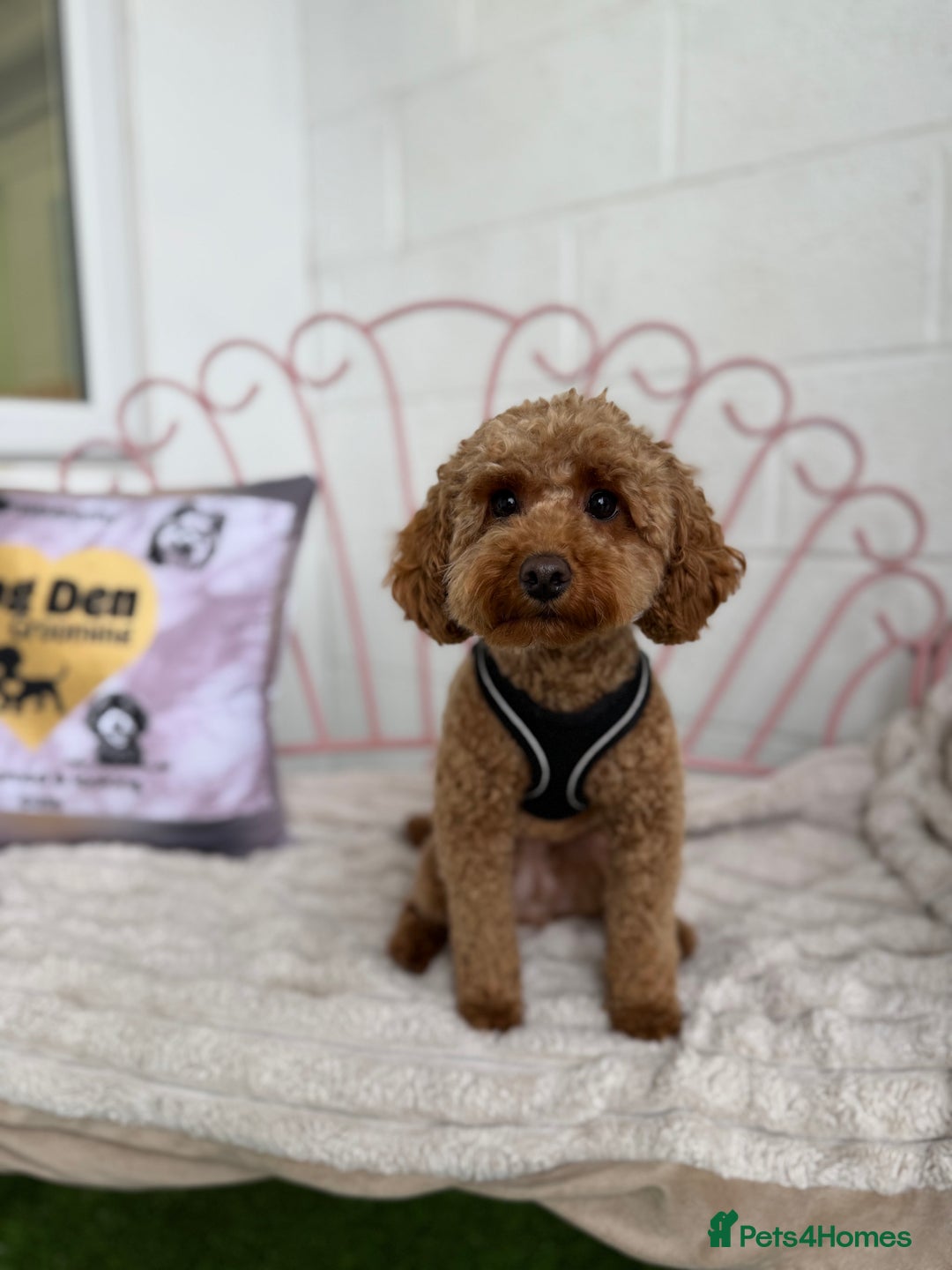 Cavapoo dogs for sale: Adorable Cavapoo Puppies – Ready for Loving Homes - Image 17