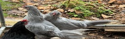 Chickens poultry for sale: Araucana lavender cockerels FREE - Advert 4