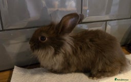 Lionhead rabbits for sale: 8 week old lionhead rabbit for new homes  - Image 5