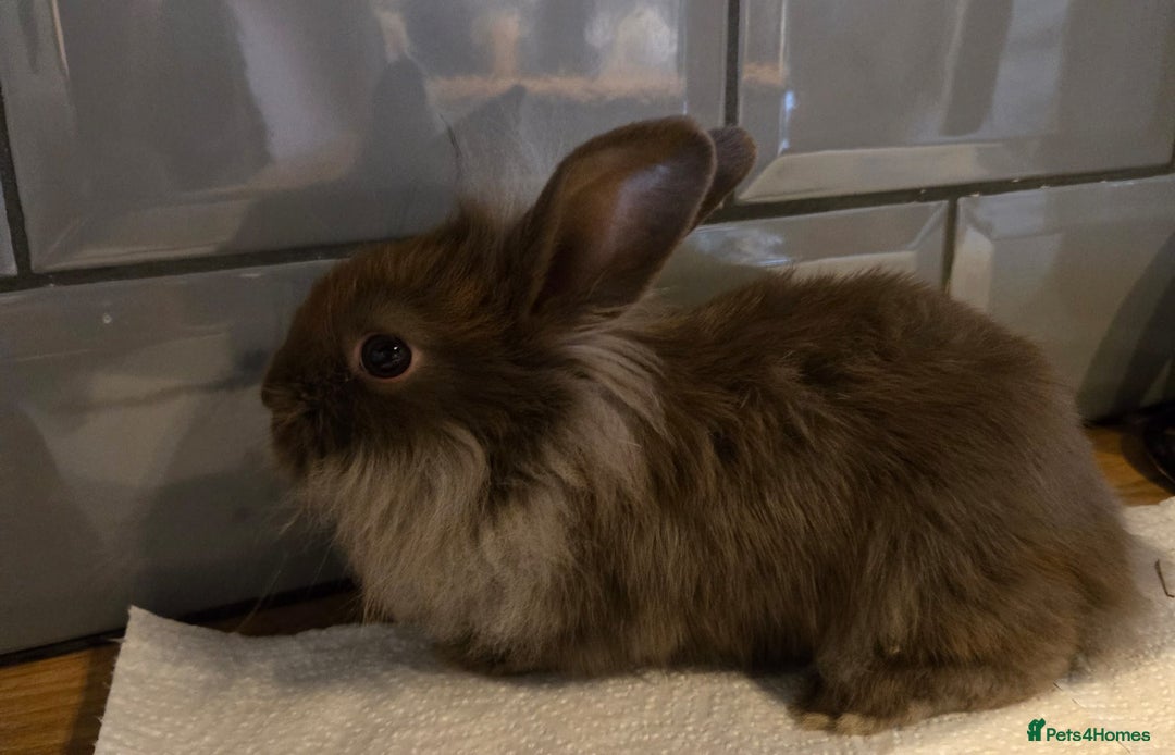 Lionhead rabbits for sale: 8 week old lionhead rabbit for new homes  - Image 5