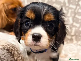 Cavalier King Charles Spaniel dogs Gorgeous Tri Male KC reg puppy from H/T Parents - Advert 3