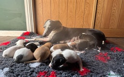 Whippet dogs for sale: 4 KC registered Whippet boys  - Image 2