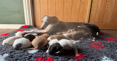 Whippet dogs - Advert 9