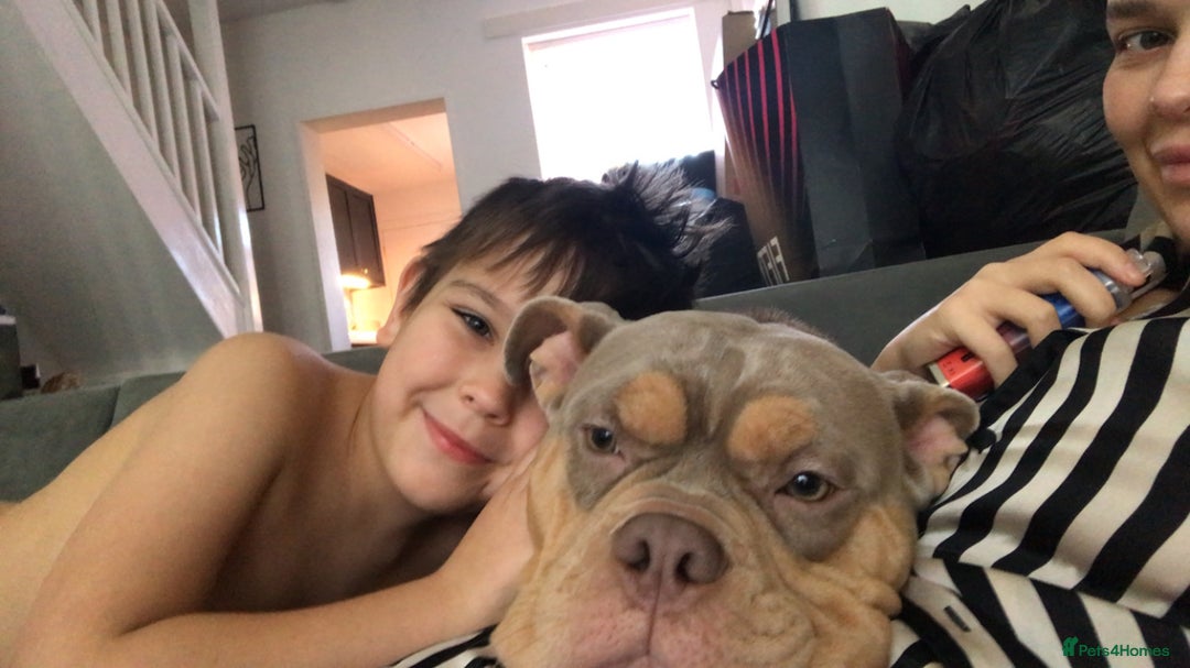 American Bully dogs for sale: Female Pocket Bully  - Image 4