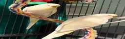 Budgerigars birds for sale: young  budgies available  Wa7  area   - Advert 23