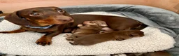 Miniature Dachshund dogs for sale: 🐾 STUNNING DNA TEST MINIATURE DACHSHUND PUPPIES  - Advert 25