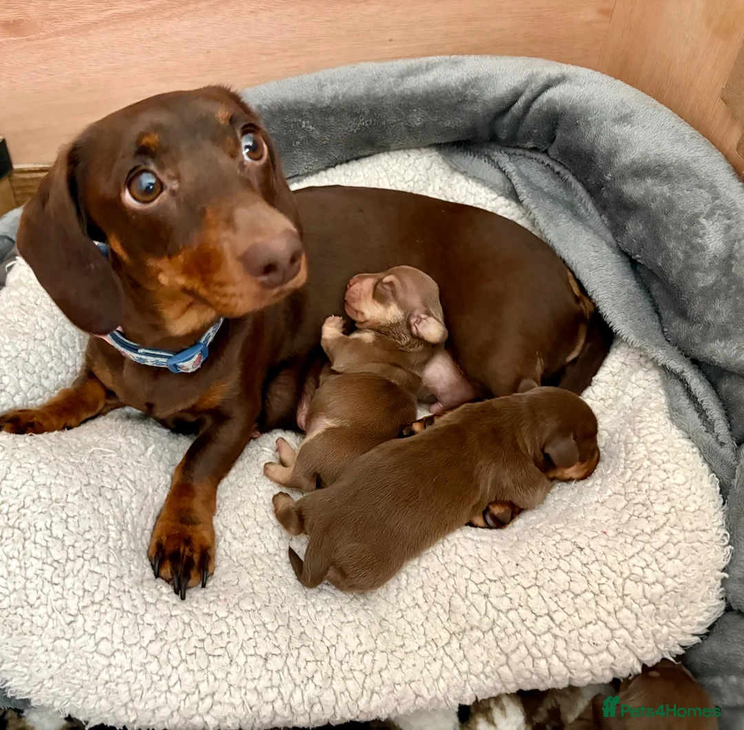 Miniature Dachshund dogs for sale: 🐾 STUNNING DNA TEST MINIATURE DACHSHUND PUPPIES  - Advert 25