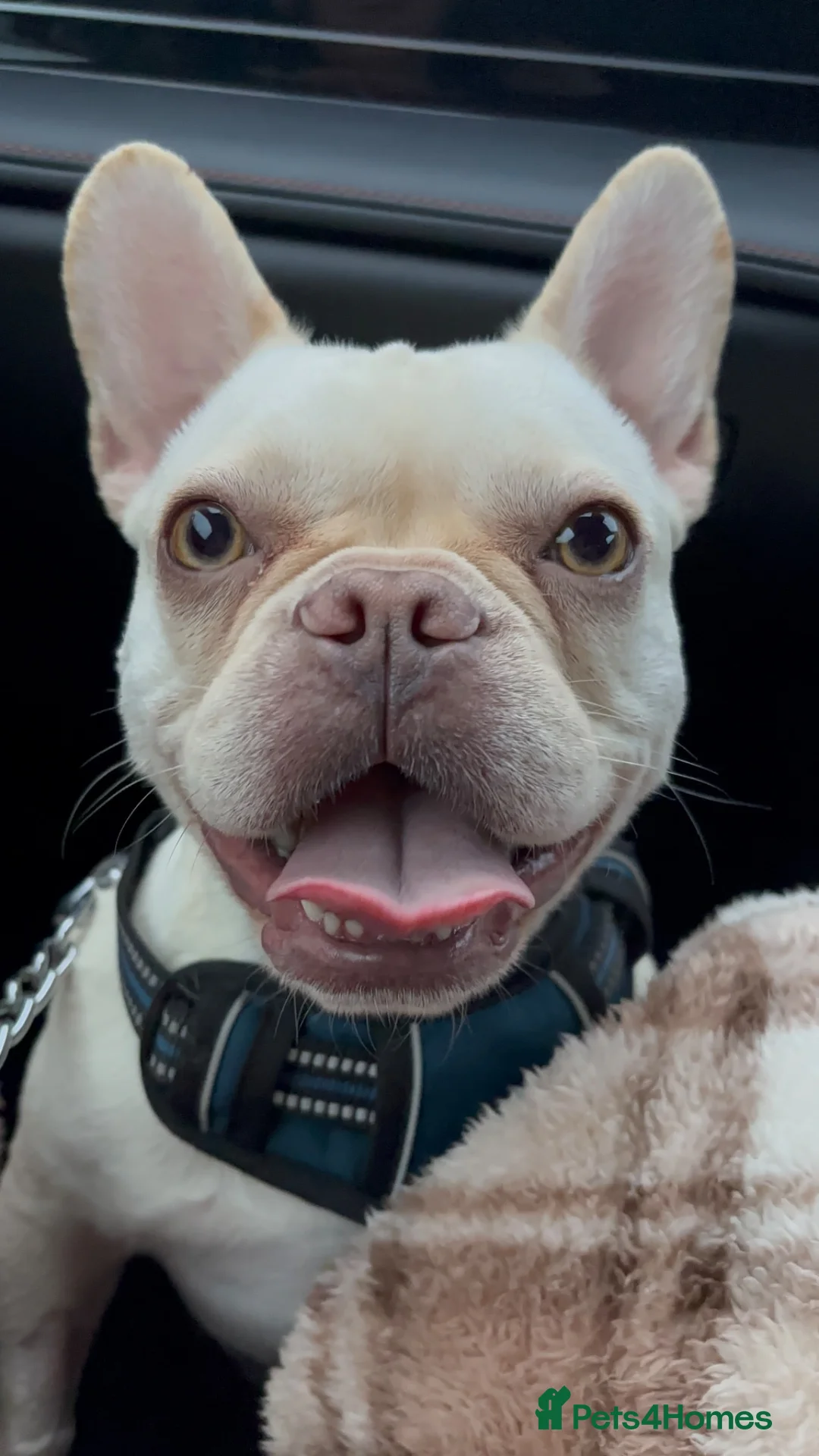 French Bulldog dogs for sale: Blondie 2 year old frenchie  - Advert 2