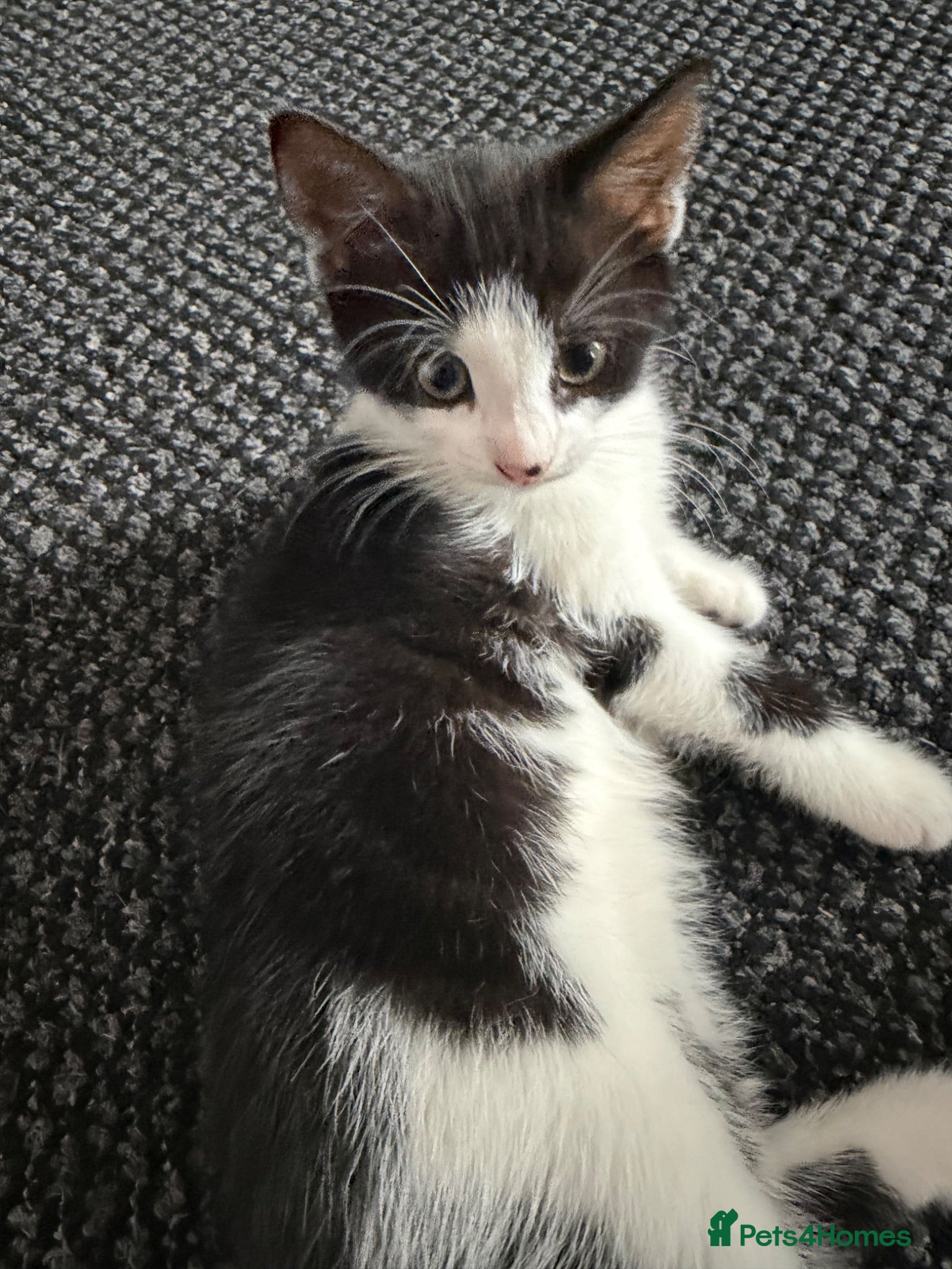 Mixed Breed cats 2 playful beautiful girls looking for new homes  - Advert 4