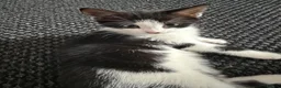 Mixed Breed cats for sale: 2 playful beautiful girls looking for new homes  - Advert 1
