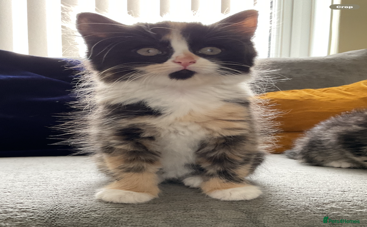 Mixed Breed cats - Advert 3