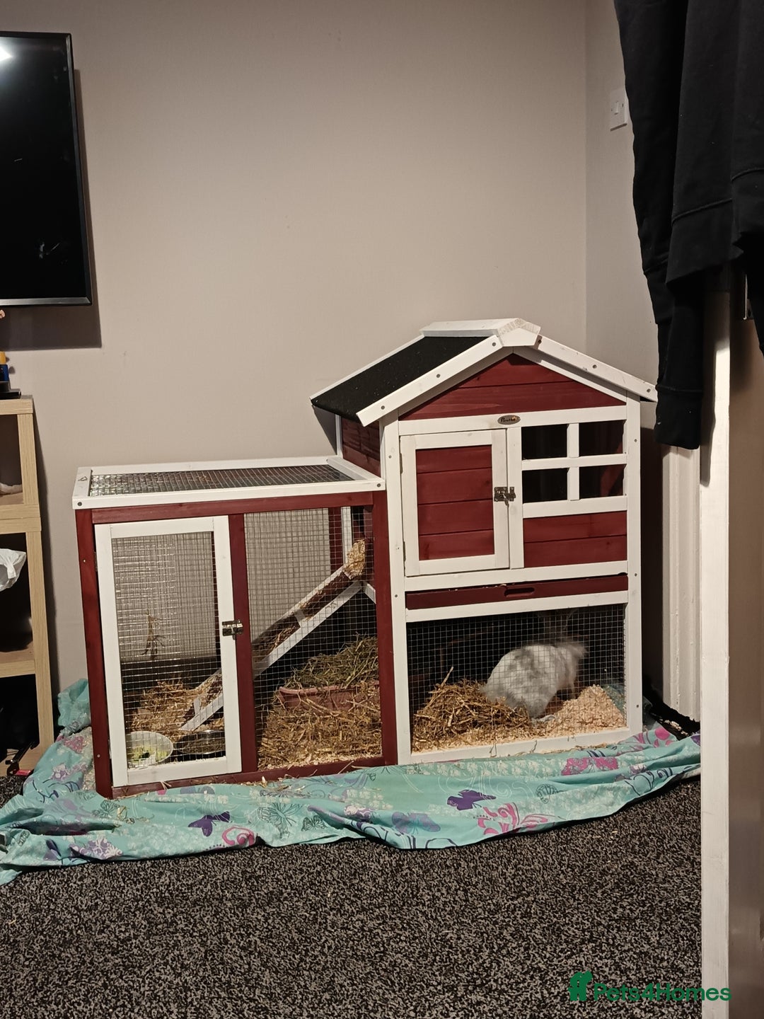 Mixed Breed rabbits for sale: White rabit and hutch  - Image 2