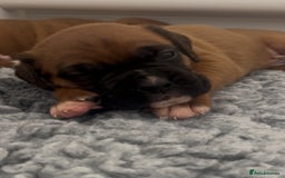 Boxer dogs for sale: KC bobtail pups heartscore 0, CHAMPION lines - Image 23