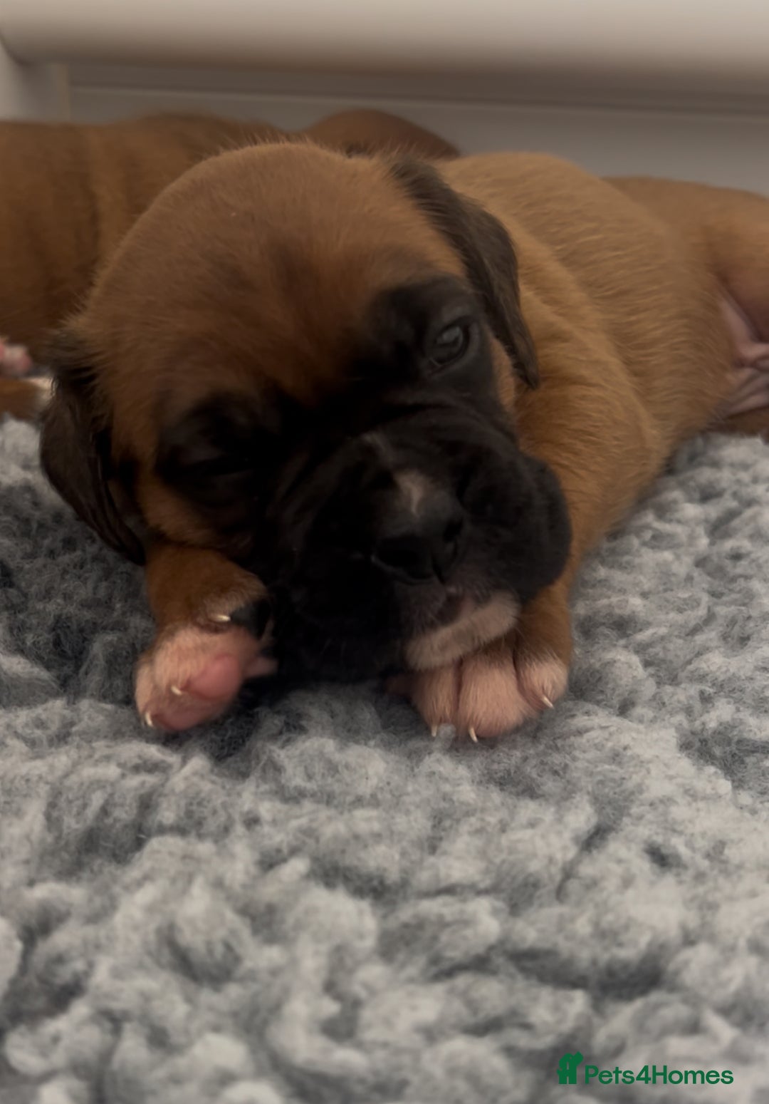 Boxer dogs for sale: KC bobtail pups heartscore 0, CHAMPION lines - Image 23
