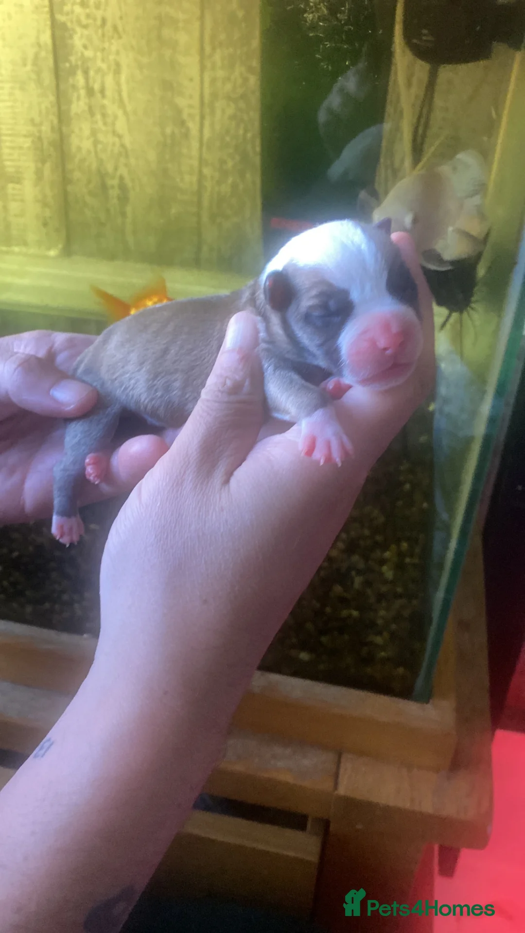 Mixed Breed dogs for sale: Fabulous litter of 10  in Fleetwood - Advert 8