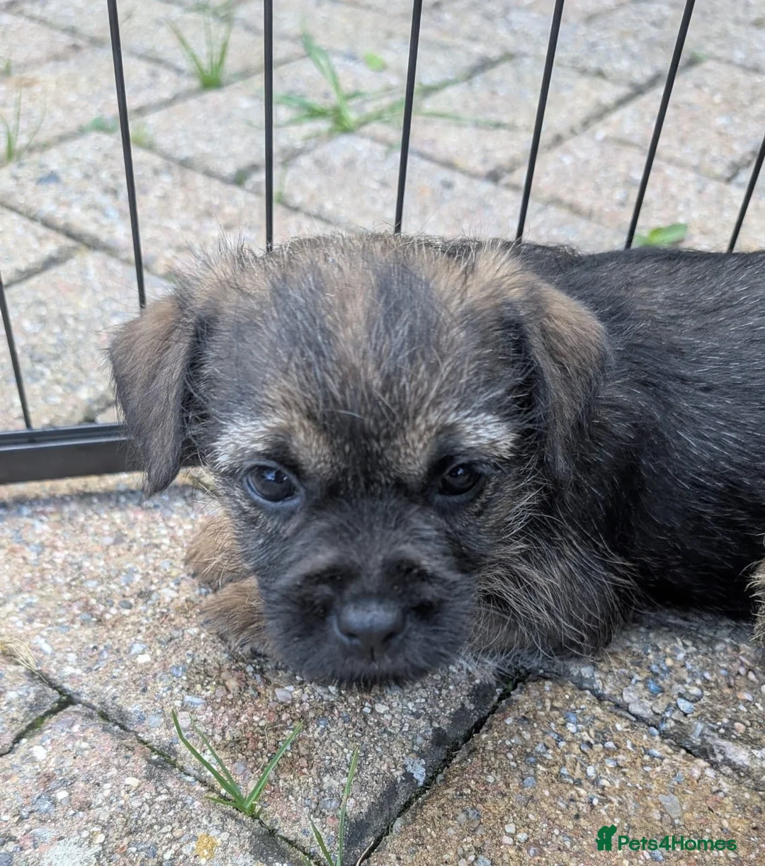 Border Terrier dogs for sale:  Two beautiful Border Terrier Pups - Advert 2