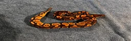 Python Snake reptiles for sale: 3 Male Royal Pythons for Sale - Advert 2