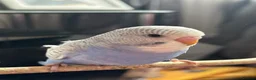 Budgerigars birds for sale: Semi Tamed Baby Budgies for sale  - Advert 9