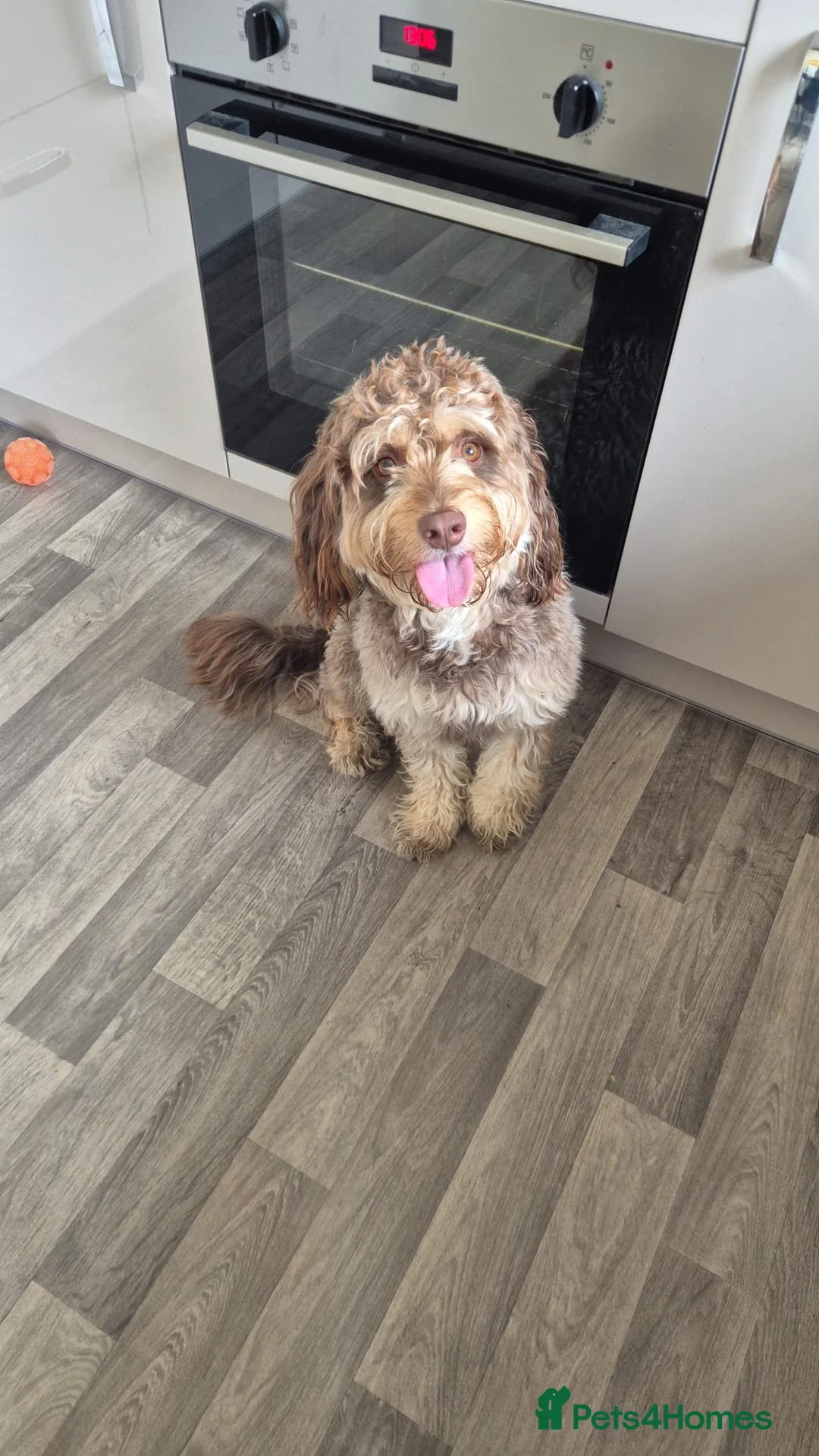 Sproodle dogs for sale: F1 Sproodle 1 Year Old  - Advert 12