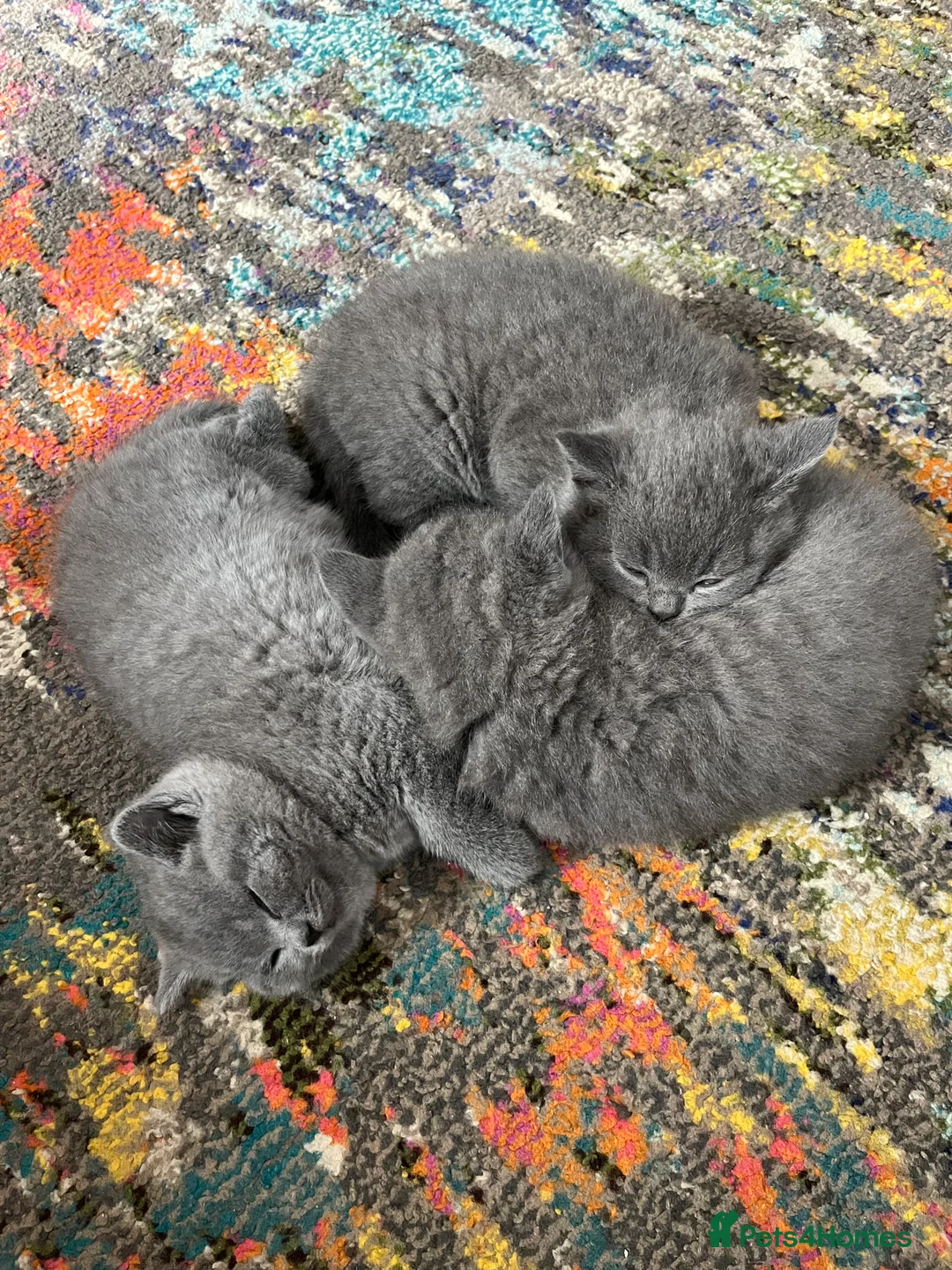 British Shorthair cats for sale: British Shorthair Kittens Available - Advert 16