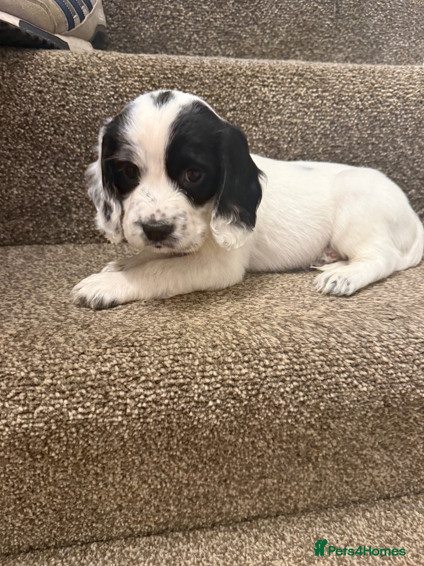 Cocker Spaniel dogs for sale: cocker Spaniel puppies, one boy left! - Advert 2