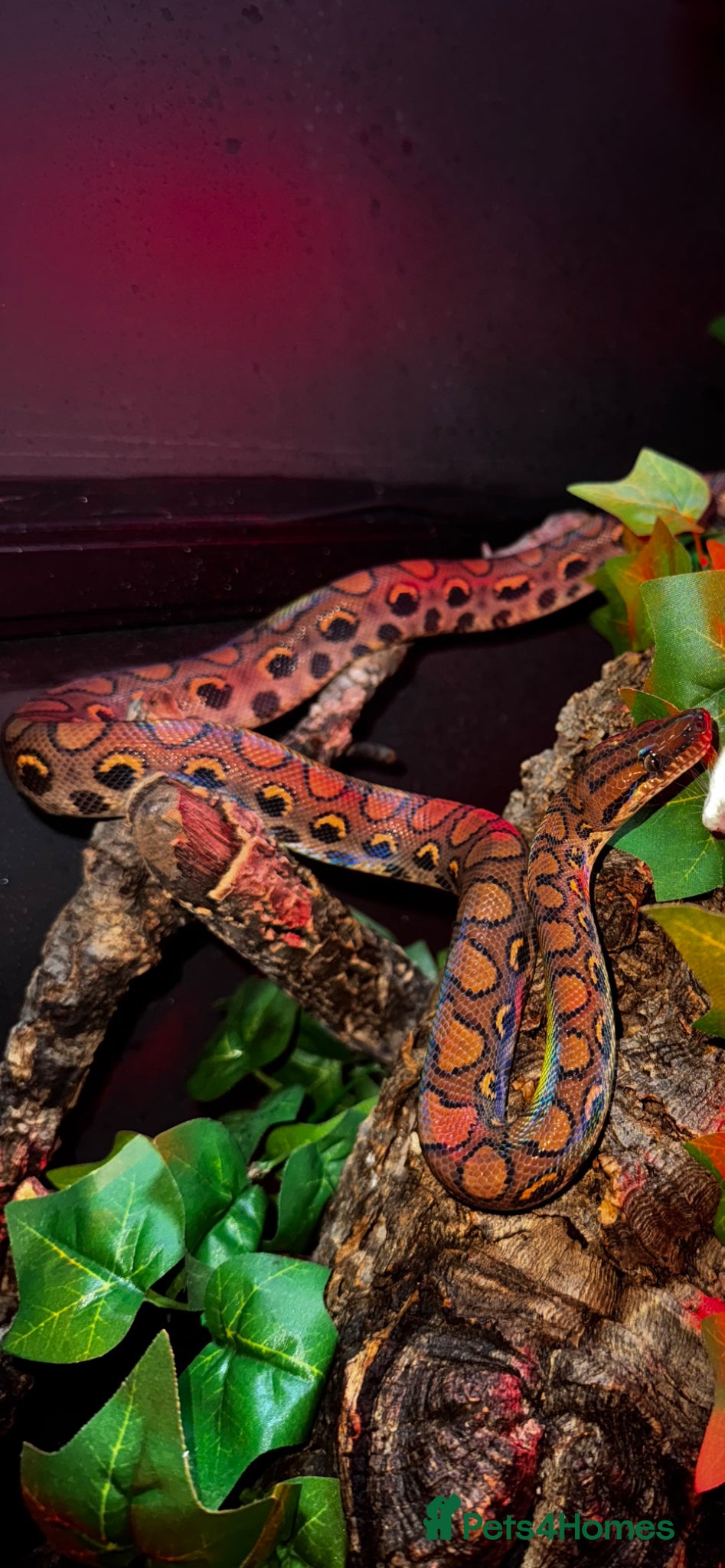 Boa Snake reptiles Fiona the Brazilian Rainbow Boa - Gentle Beauty - Advert 1