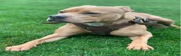 Staffordshire Bull Terrier dogs for sale: Champagne Staffordshire Terrier  - Advert 2