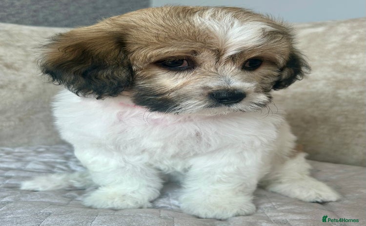 Mixed Breed dogs - Advert 6