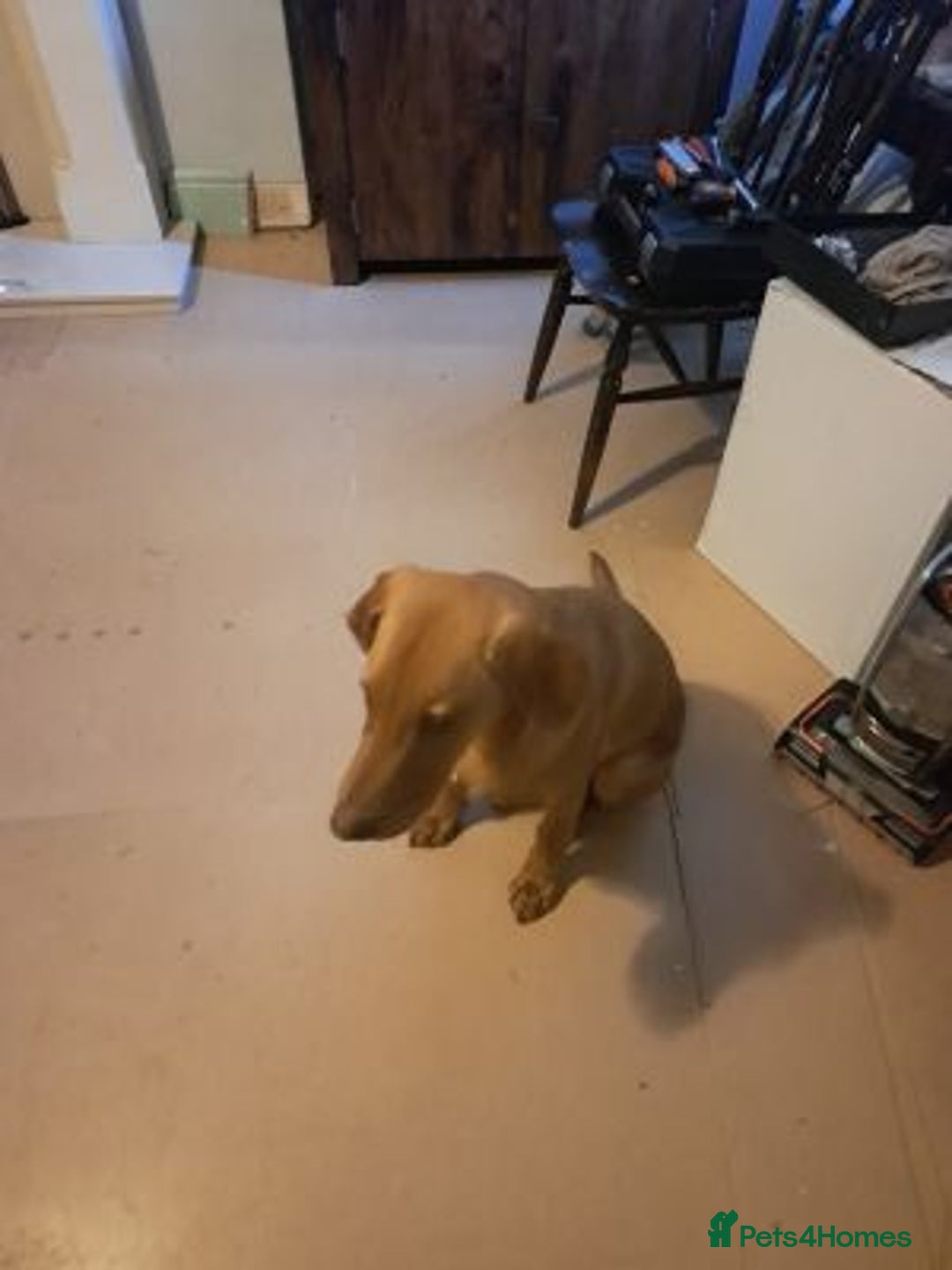 Labrador Retriever dogs for sale: Labrador retriever boy - Advert 4