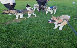 Akita dogs for sale: For rehome  - Image 17