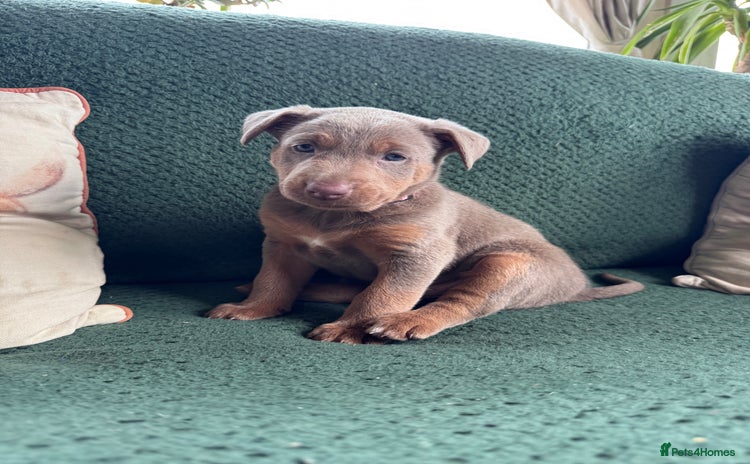 Australian Kelpie dogs - Advert 3