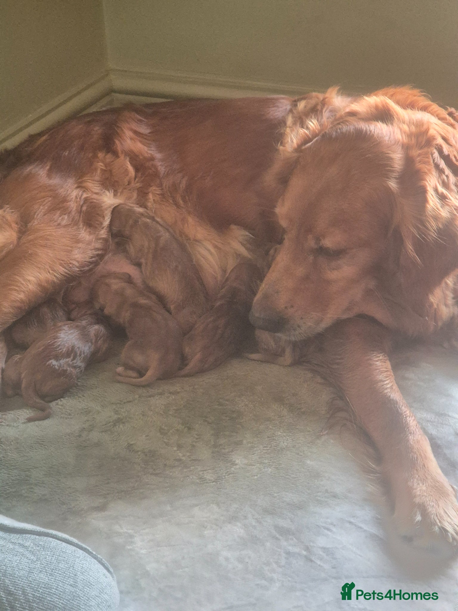 Golden Retriever dogs 7 dark golden retriever fully health tested parent - Advert 1