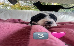 Bordoodle dogs for sale: Adorable Bordoodle (collie-poo) pups for sale  - Image 28