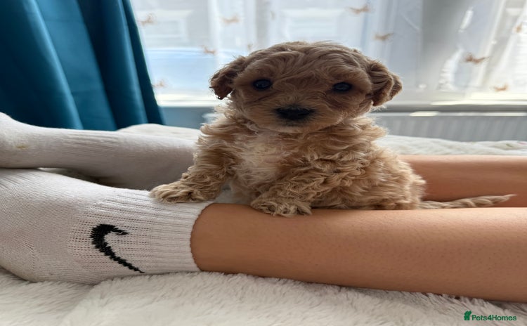 Poochon dogs - Advert 1