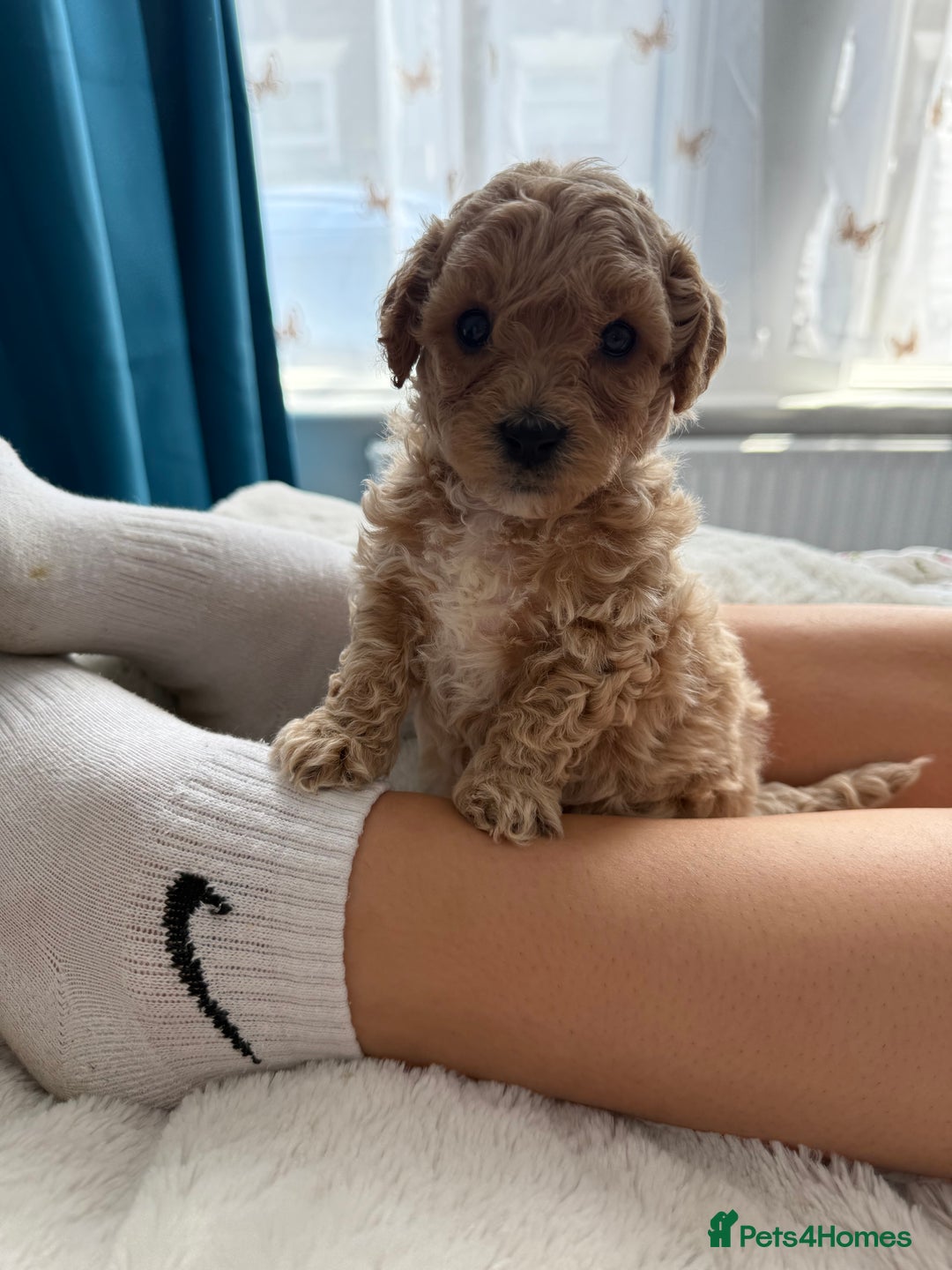 Poochon dogs for sale: Poochon Puppies - Image 2