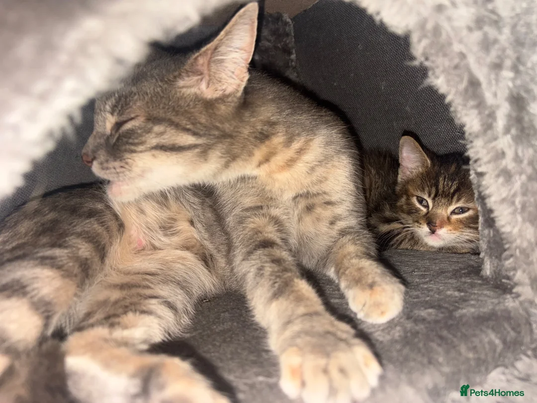 Mixed Breed cats for sale: Adorable friendly girl - Advert 7