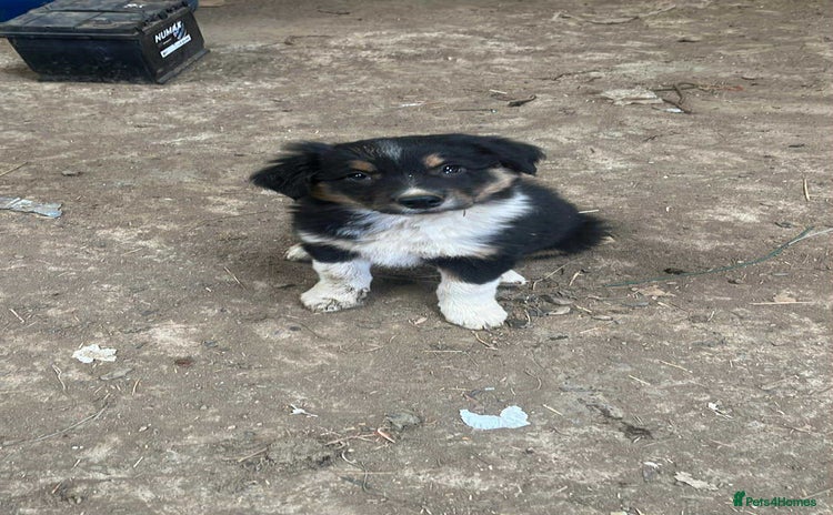 Border Collie dogs - Advert 1
