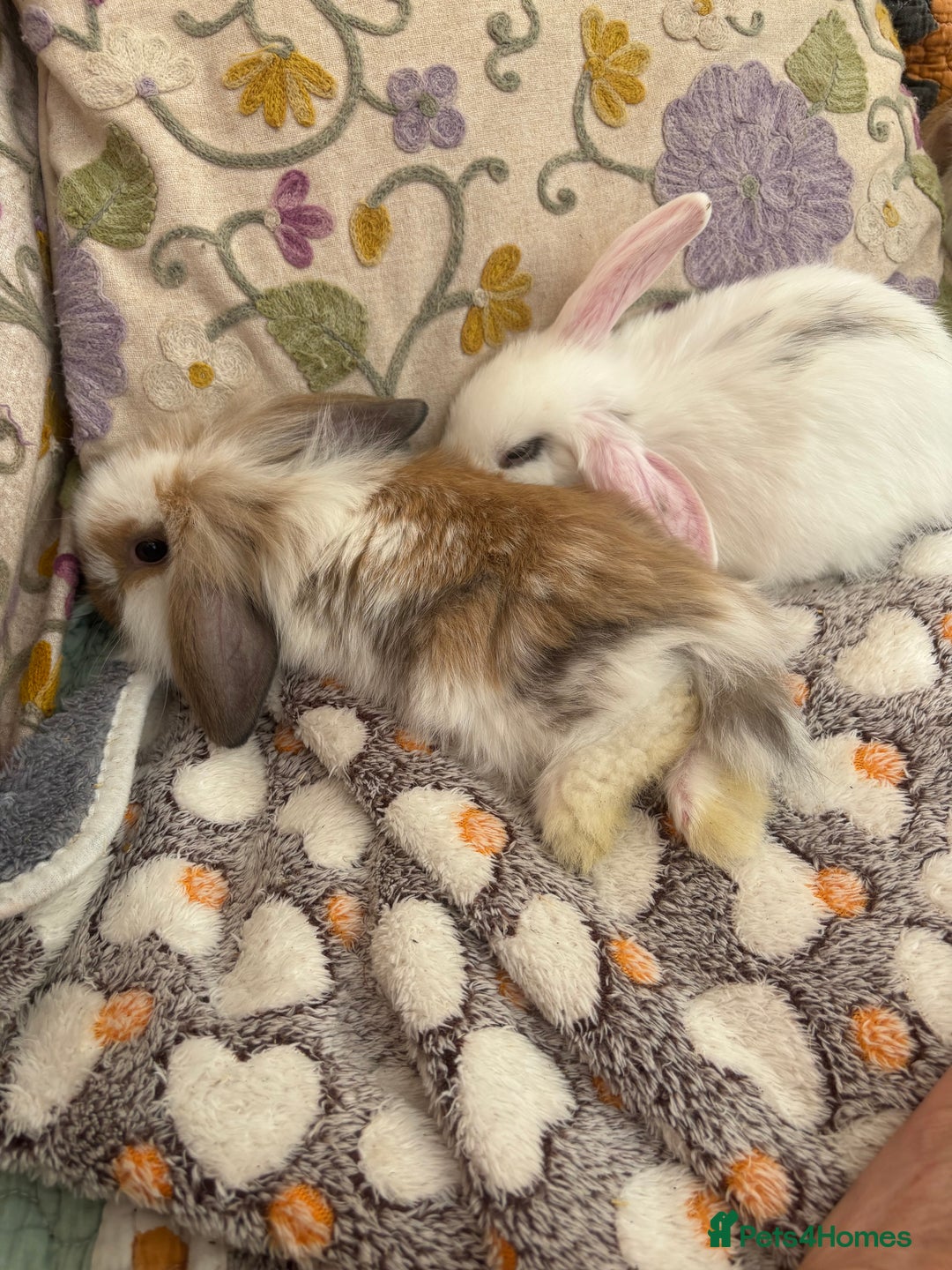 Mini Lop rabbits for sale: Indoor raised Mini lops and lion lops ~vaccinated  - Image 6