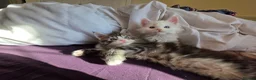 Maine Coon cats for sale: Maine coon Blue eyes + Long Hair in Burnley - Advert 13