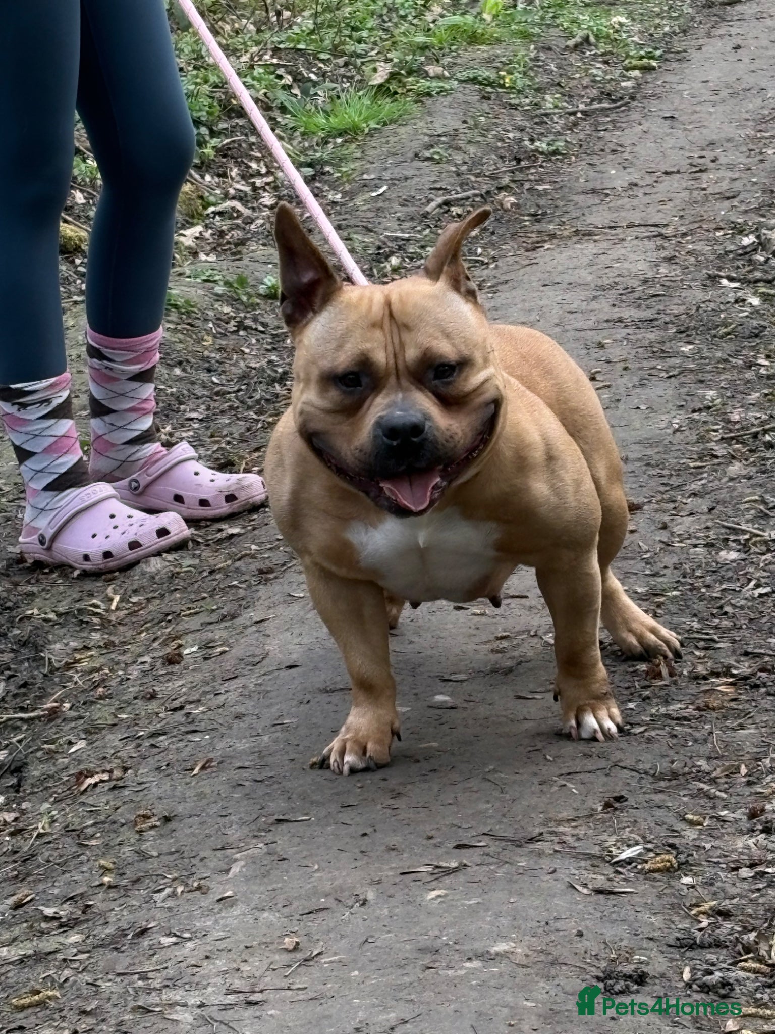 American Bully dogs Pocket Bully Female For Sale - Advert 6