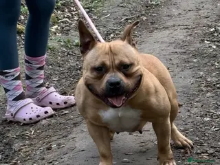American Bully dogs Pocket Bully Female For Sale - Advert 6