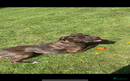 Mixed Breed dogs for sale: Sully (1 year old cane corso cross) - Image 3